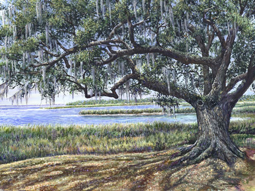 southern live oak