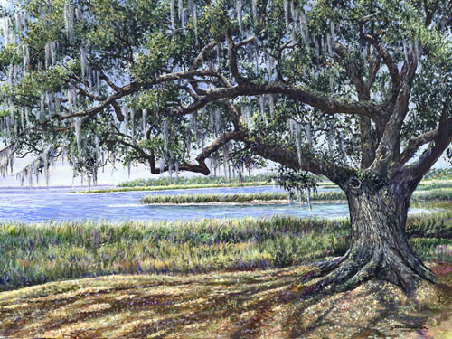 southern live oak