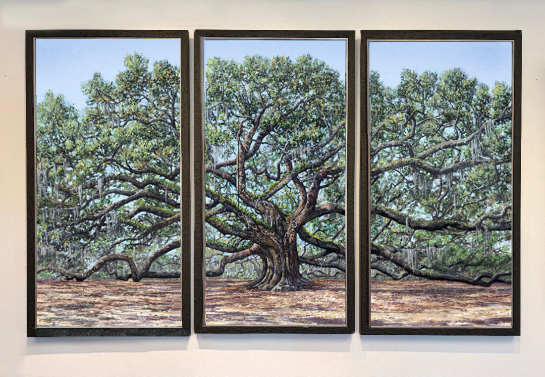 majestic angel oak for website
